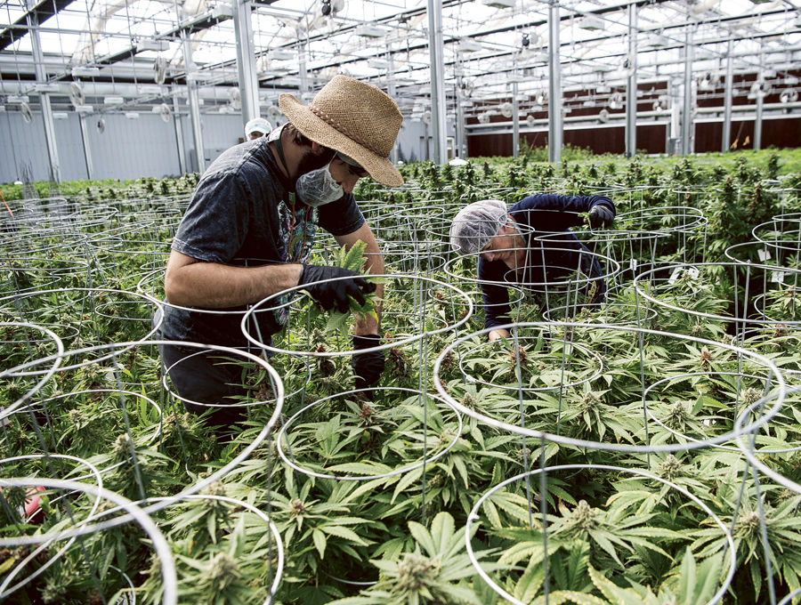 State plays catch-up as marijuana surges